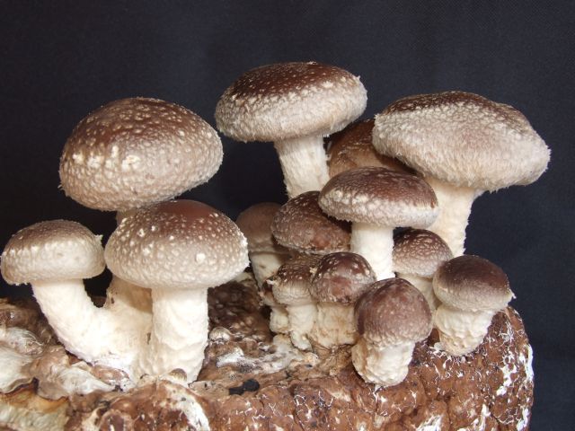 shitake1