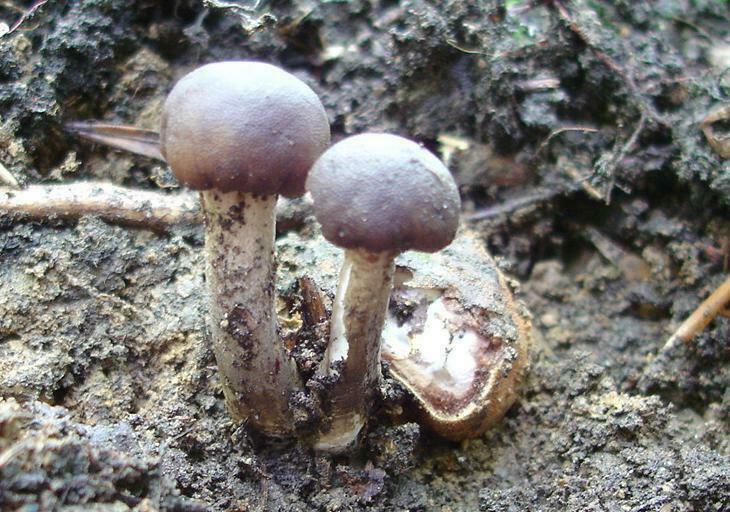 Cordyceps capitata