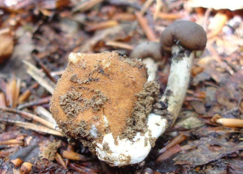 cordyceps capitata