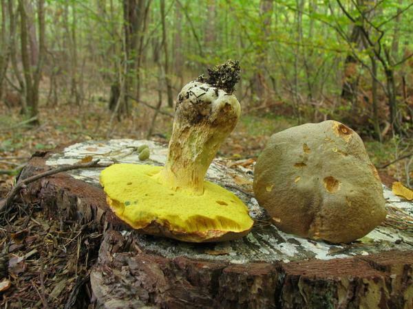 001 Boletus fechtneri = Boletus appendiculatus ssp. pallescens - borowik zotobrzowy podgat. popielaty