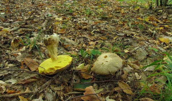 002 Boletus fechtneri = Boletus appendiculatus ssp. pallescens - borowik zotobrzowy podgat. popielaty