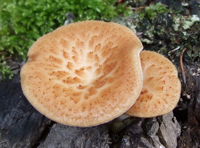 Polyporus tuberaster1