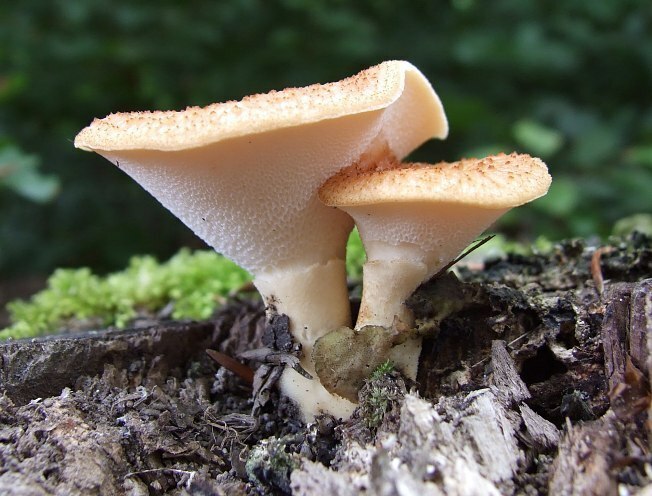 Polyporus tuberaster2