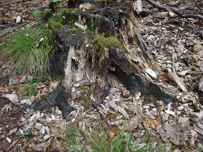 Polyporus tuberaster3