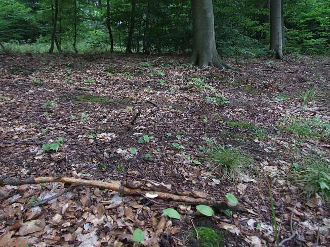 Polyporus tuberaster2-1