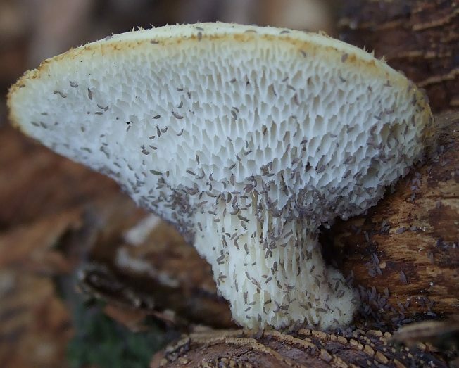 Polyporus tuberaster2-3