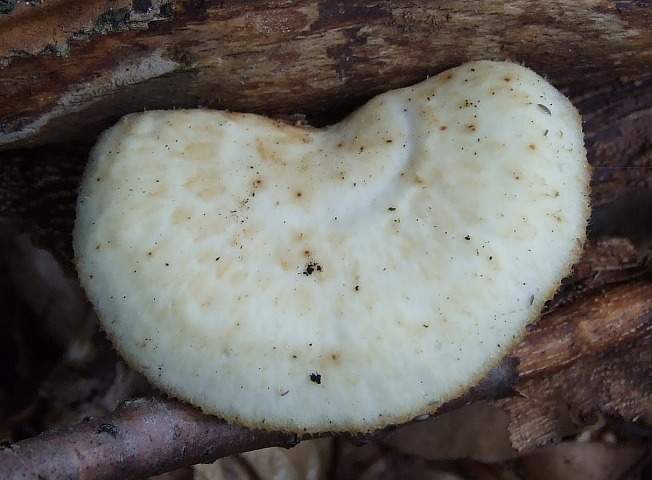 Polyporus tuberaster2-2