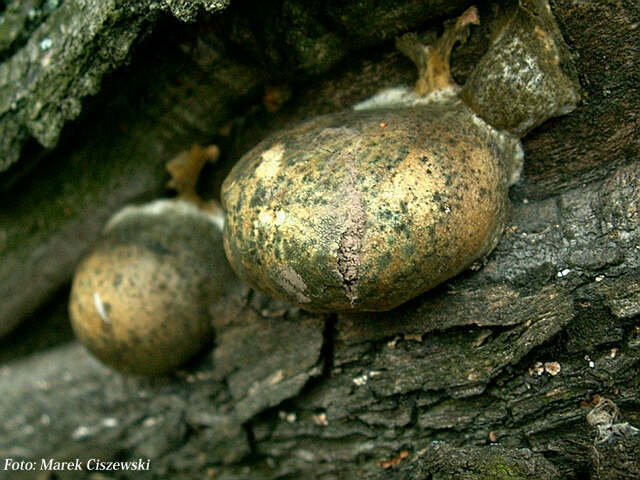 Lycogala flavofuscum