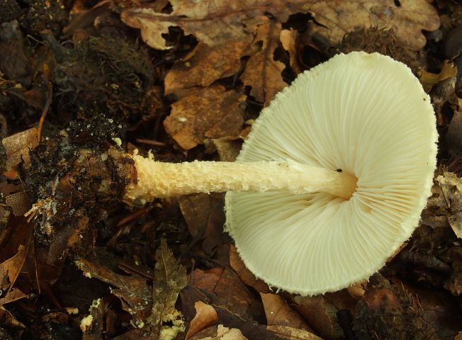 Lepiota5