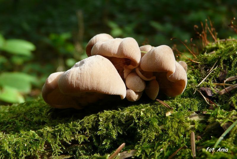 Lentinellusz ursinus