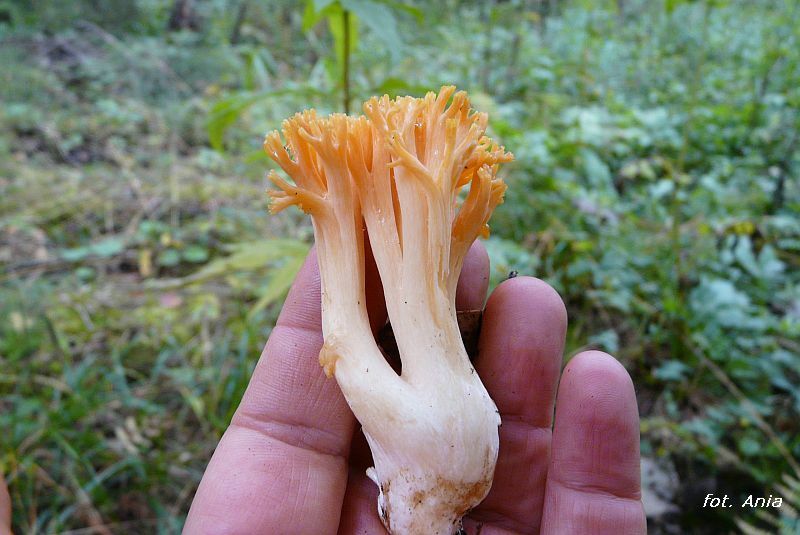 Ramaria aurea