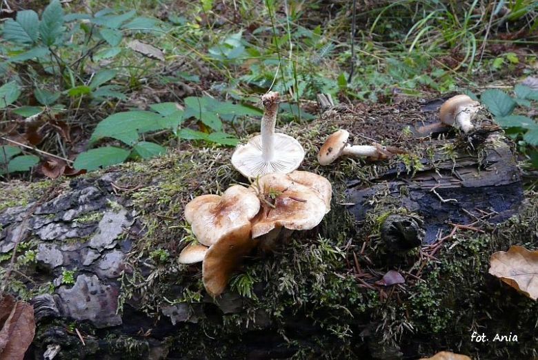 Pholiota lubrica