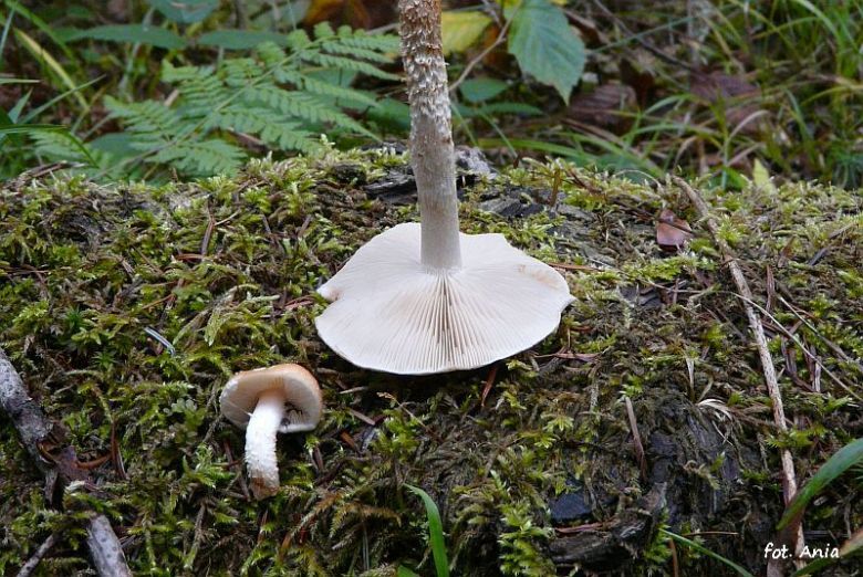 Pholiota lubrica