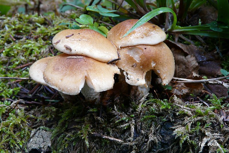 Pholiota lubrica