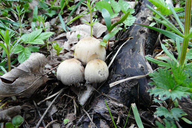 Coprinus sp.