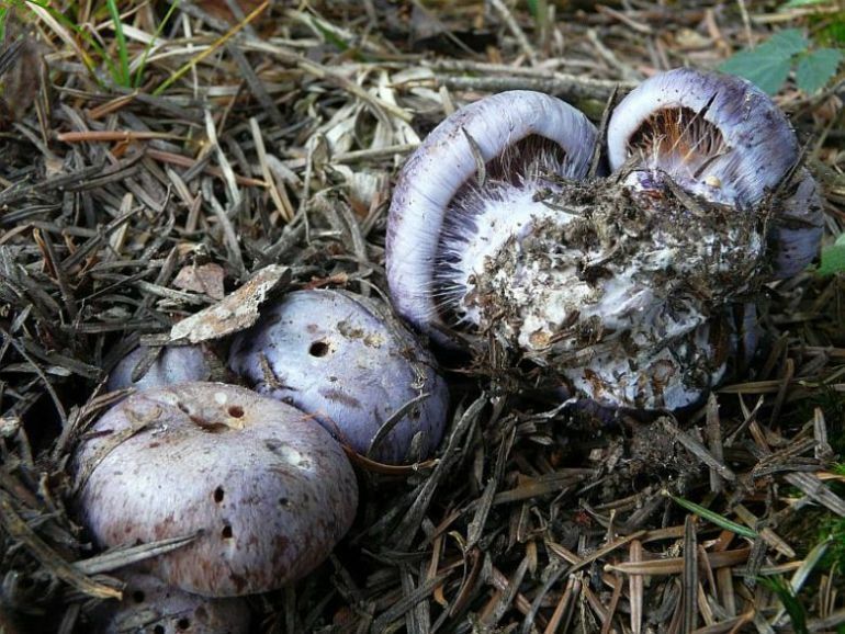 Cortinarius sp.