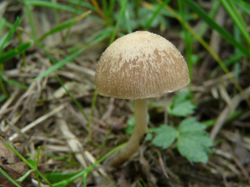 Psathyrella sp.