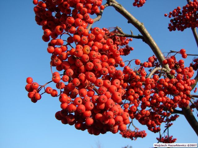 Sorbus aucuparia - owoce