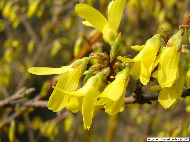 Forsythia intermedia