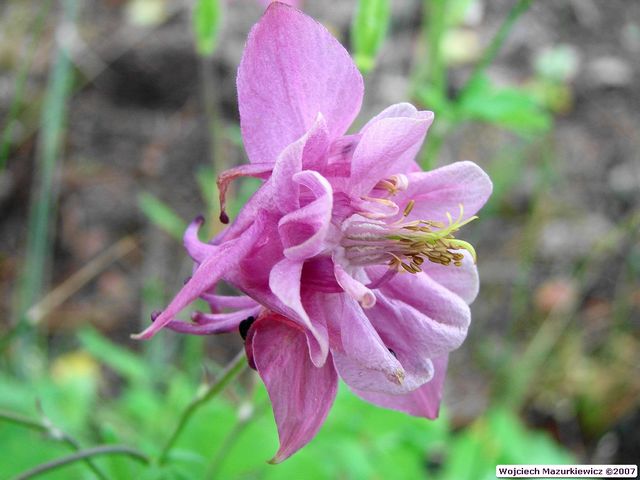 Aquilegia vulgaris