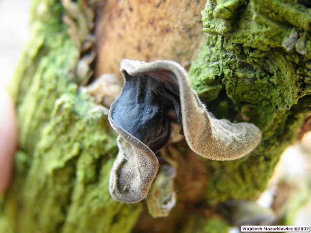 Hirneola auricula-judae