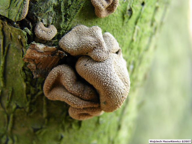 Encoelia furfuracea