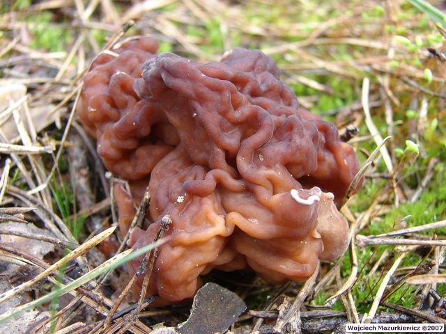 Gyromitra esculenta