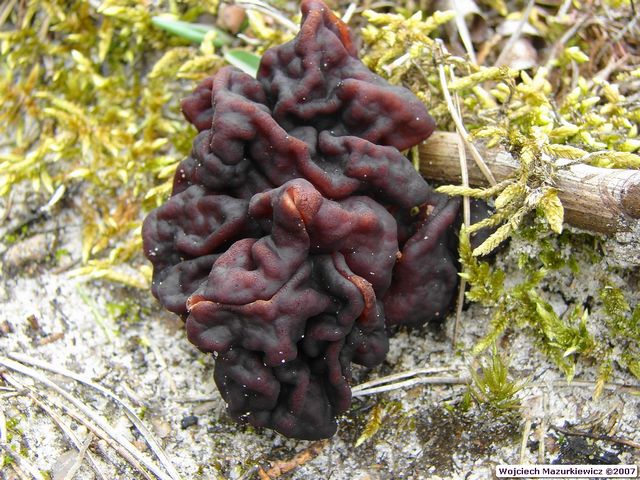 Gyromitra esculenta