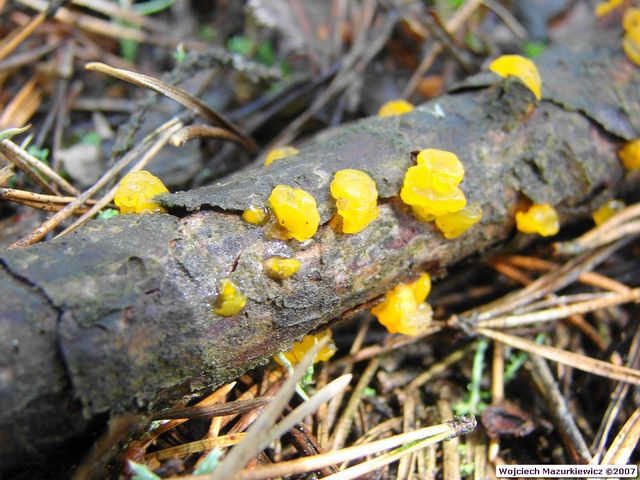 Dacrymyces stillatus