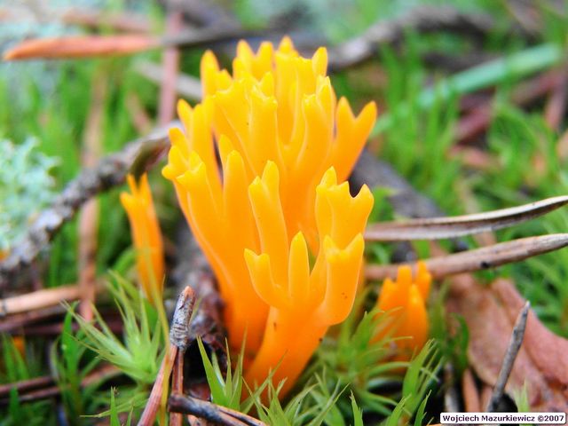 Calocera viscoza