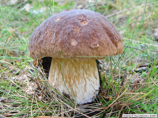 Boletus edulis