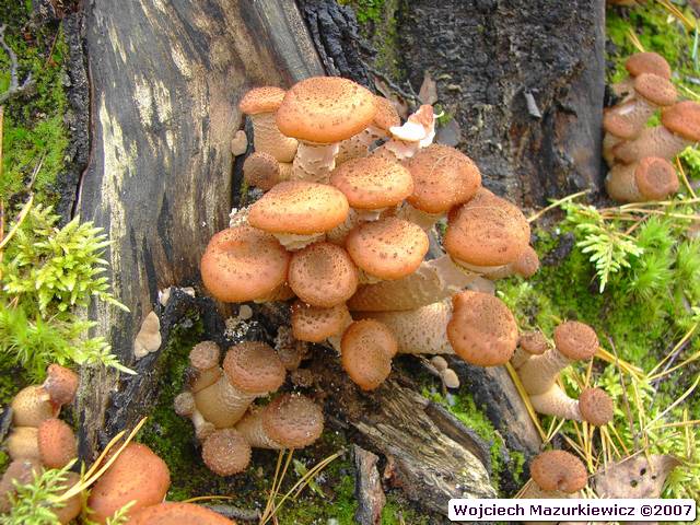 Armillaria ostoyae