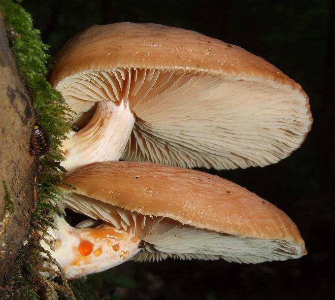 Rhodotus palmatus