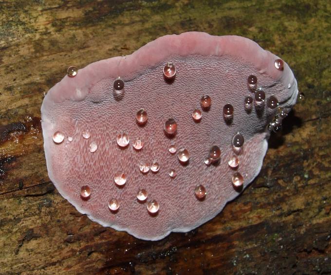 Fomitopsis rosea