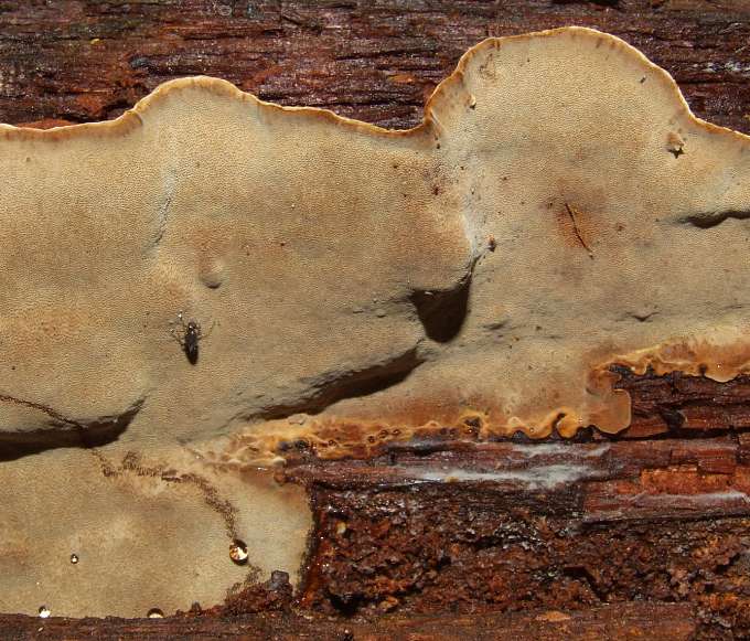 Phellinus nigrolimitatus