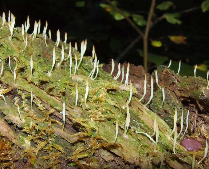 Lentaria mucida