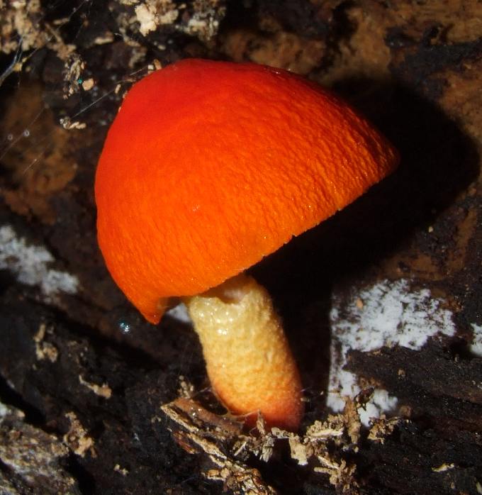 Pluteus aurantiorugosus