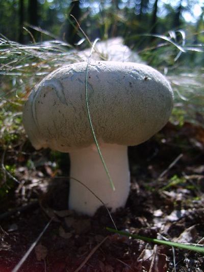 Russula virescens by Marek Zychla