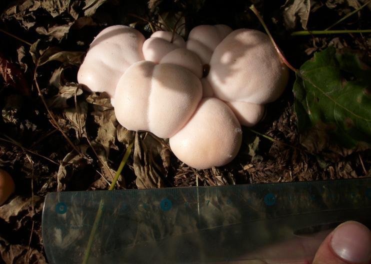 lycogala flavofoscum? 2