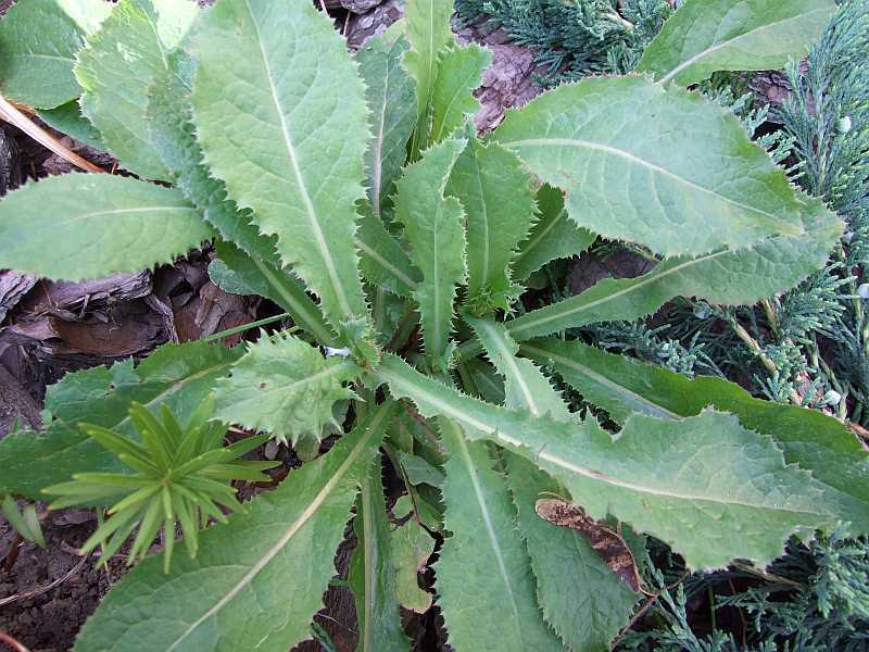 Sonchus