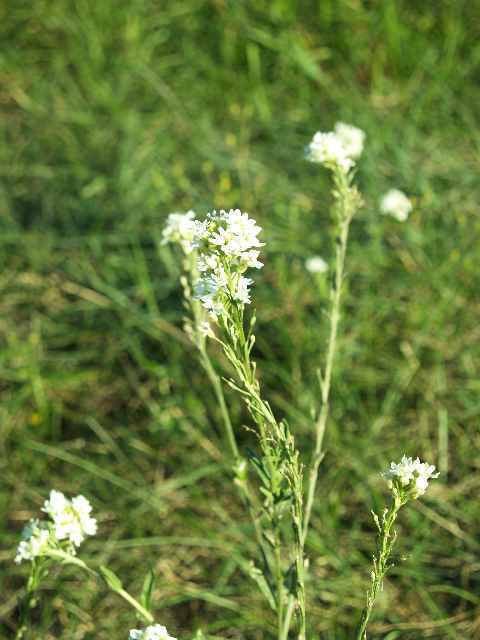 pojedyncza ro&#156;lina