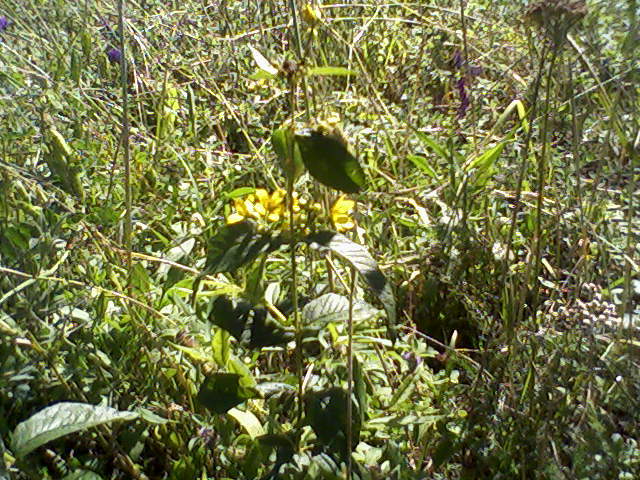 roslina dwuliscienna, zolte kwiaty