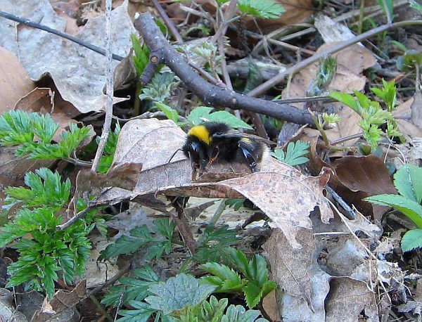 zaspana samica trzmiela ziemnego