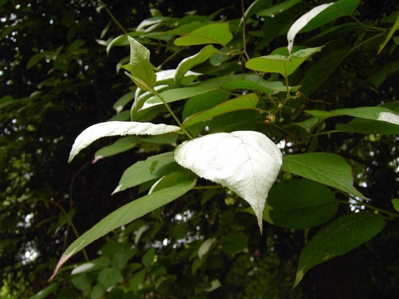 Actinidia kolomikta