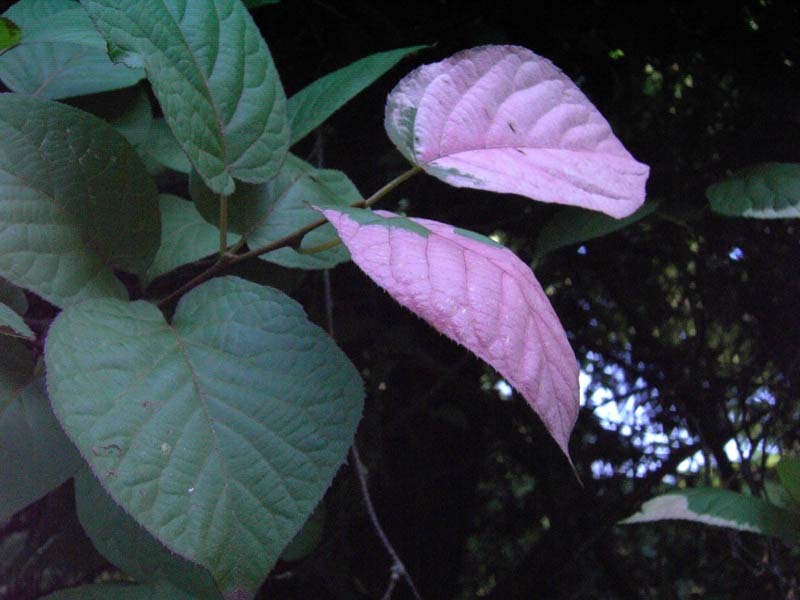 Actinidia kolomikta1