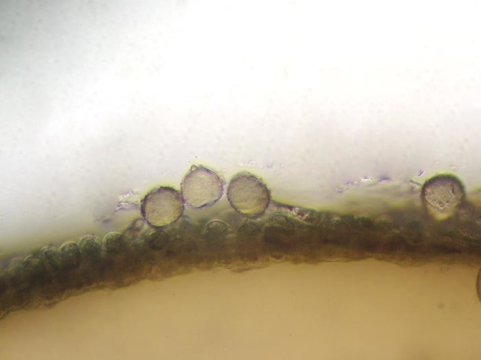 powierzchnia pylnikow 1