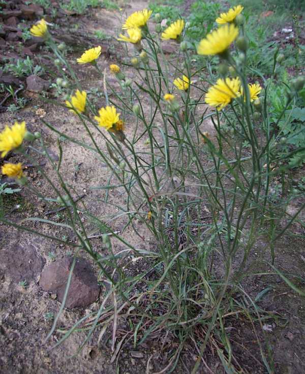 Asteraceae