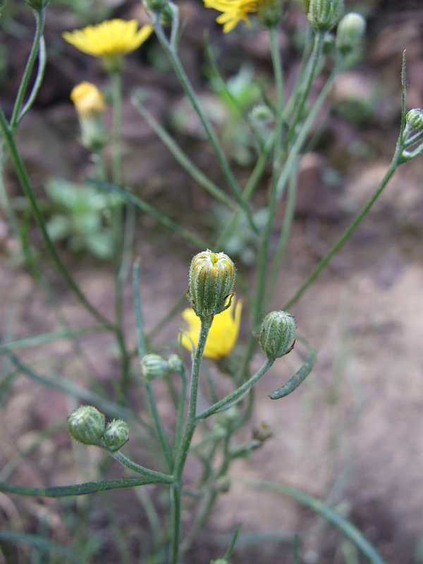 Asteraceae2