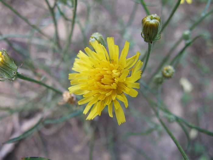 Asteraceae5