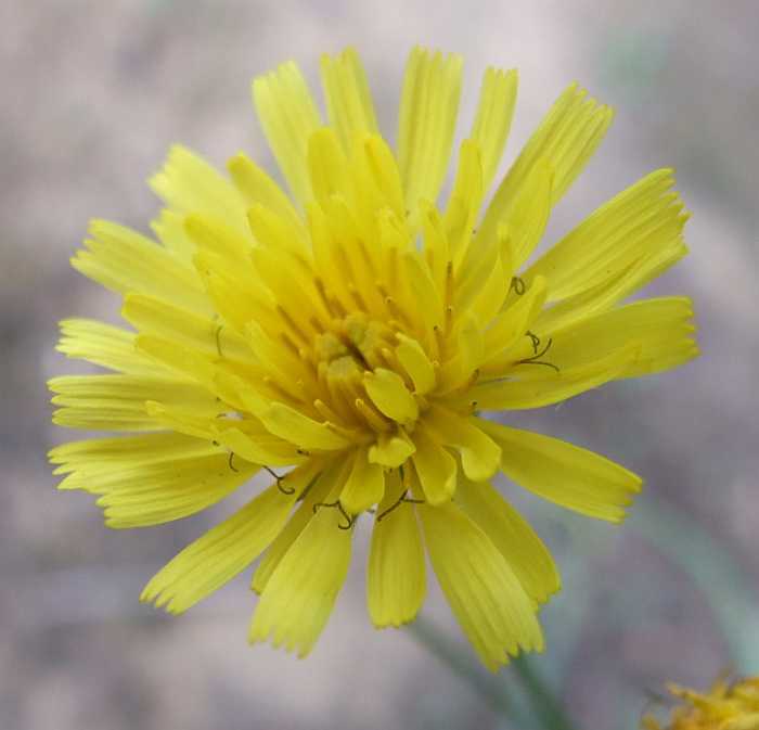 Asteraceae6